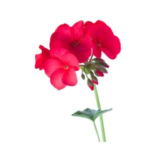 Geranium rosat