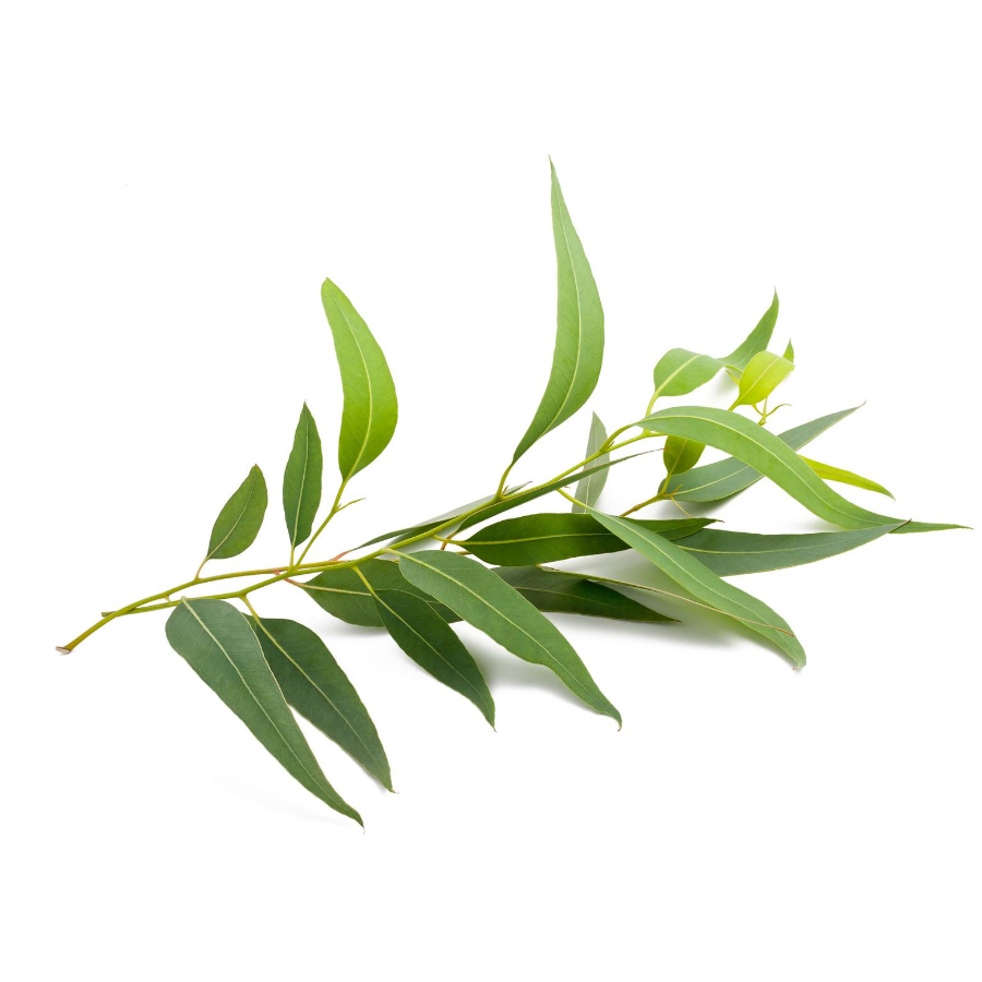 Eucalyptus radié - Florabiol
